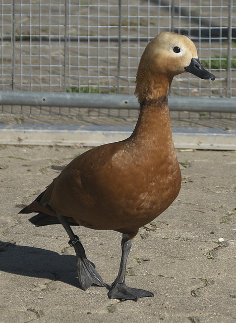 舞台上打球